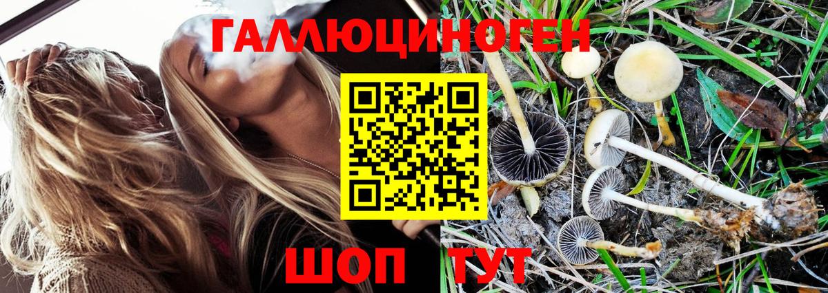 Галлюциногенные грибы Cubensis Ессентуки